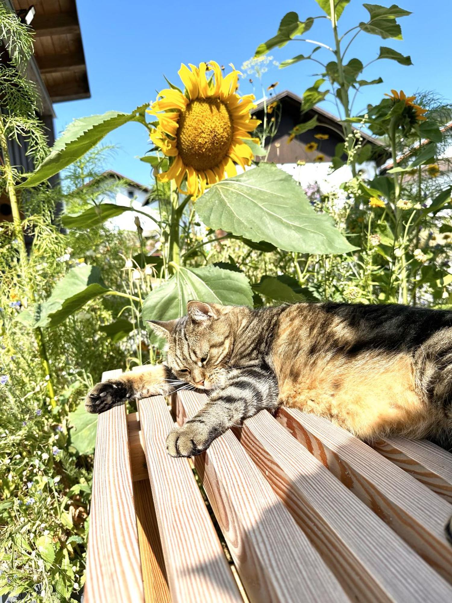 Ferienwohnung Anita Jandelsbrunn ภายนอก รูปภาพ
